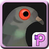 Pigeon Coo icon