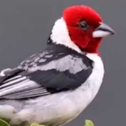 Icon image Brazilian's birds sounds