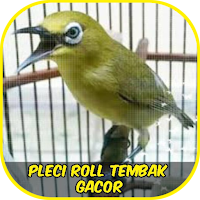 Pleci Roll Tembak Gacor Ofline