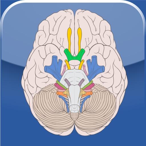 Cranial Nerves  Icon