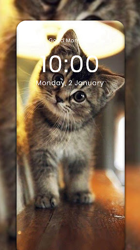 Cat HD Wallpaper Screen 2