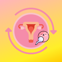 Овуляция и менструальный цикл: фертильность