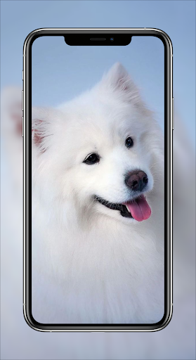 Puppy Wallpapers - Cute Puppy Screen 3