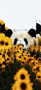 cute panda wallpapers