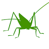 Orthoptera icon