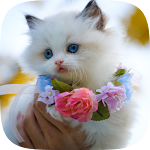 Cover Image of Baixar Cat wallpapers - cute pictures  APK