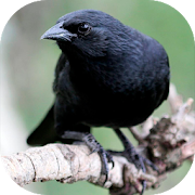 Blackbird songs