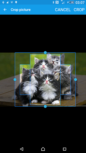 Cats and Kittens Wallpapers from Flickr