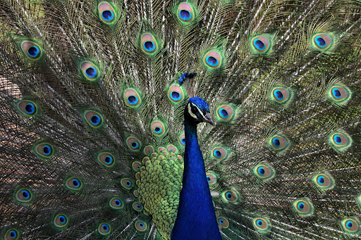 Peacock Wallpapers Screen 3