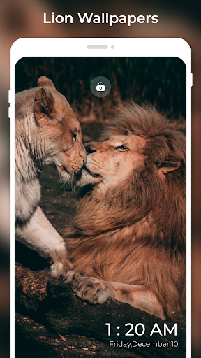 Lion Wallpapers HD 4K Photos