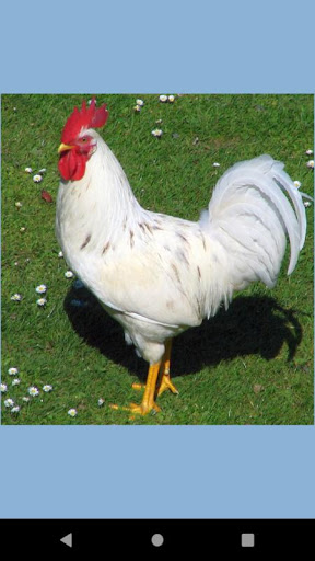 Rooster Photo wall Screen 2