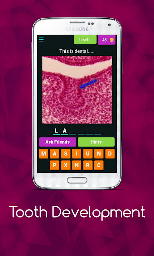 Tooth Development Quiz Screen 2