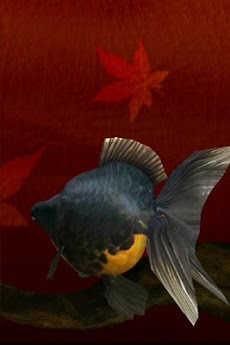 金魚 Gold Fish 3D free ライブ壁紙のおすすめ画像4