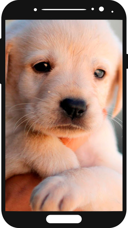 Puppy Wallpaper - 1.0 - (Android)