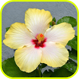Hibiscus Wallpapers icon
