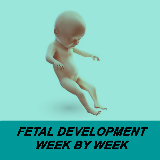 Fetal Development Week By Week Download on Windows
