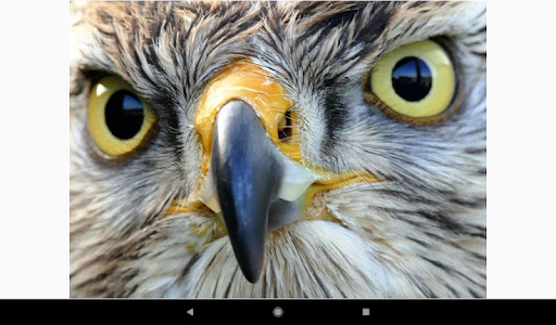 Beautiful  Falcon Backgrounds