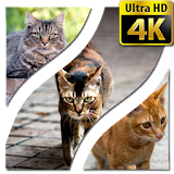 Wallpapers Cat 4K UHD icon