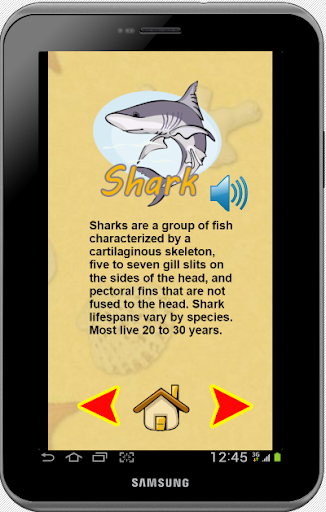 Sea Animals and Shark Fishing