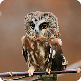 Mysterious Owl Live Wallpaper icon