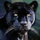 Real Black Panther Simulator icon