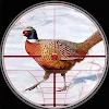 Pheasant Birds Hunting Games icon