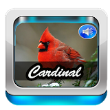 Red Cardinal Bird Sound icon