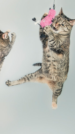 Android application beautiful cat wallpaper screenshort