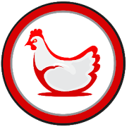 Poultry Broiler Chickens