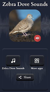 Zebra Dove Sounds