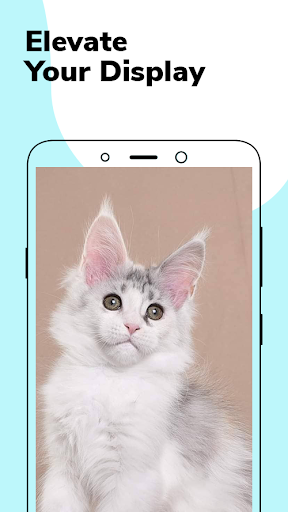 Cute Maine Coon Wallpapers Screen 2