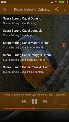 Suara Burung Cabai Bunga Api Screen 3
