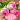 Flowers Wallpapers HD