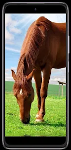Horse phone wallpapers