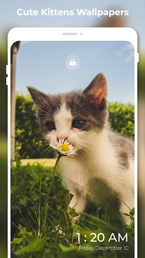 Cute Kittens Wallpapers