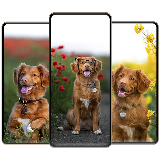 Golden Retriever Photos HD logo