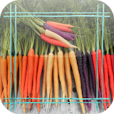 Carrot Jigsaw Puzzles icon