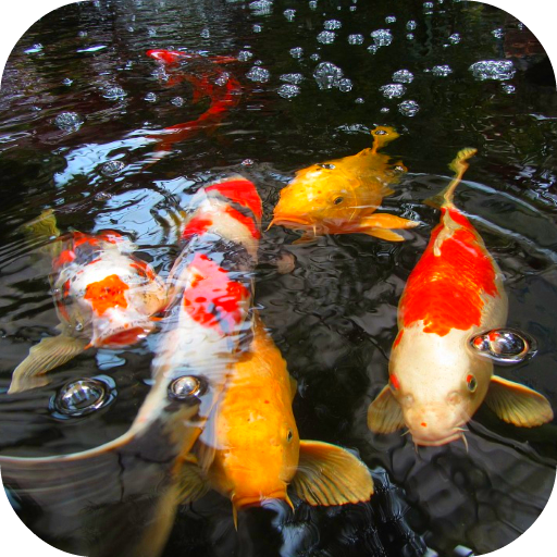 Koi Fish Video Wallpaper 3D 20.0 Icon