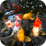 Cover Image of Télécharger Fond d'écran vidéo Koi Fish 3D  APK