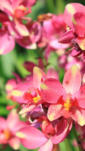 Ground Orchid Wallpaper