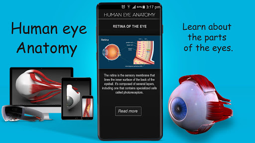 Human eye anatomy 3D