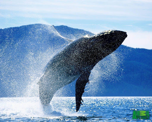 クジラ壁紙 魚の壁紙 By Super Hd Wallpapers Google Play 日本 Searchman アプリマーケットデータ