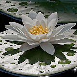 Beautiful Lotus Live Wallpaper icon
