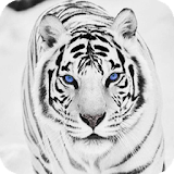 White Tiger Wallpaper icon