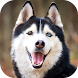Husky Dog Wallpaper 2024 - Androidアプリ