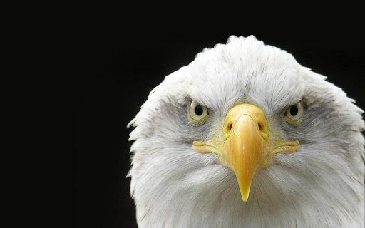 Best Eagle Wallpapers Screen 2