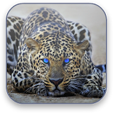 Leopard Free Video Wallpaper icon