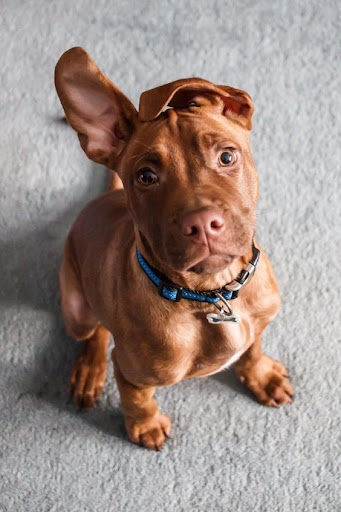 Android application Vizsla Dog Wallpapers screenshort