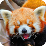 Cover Image of 下载 Funny Jokes 1.2 APK