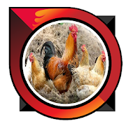 raising chicken joper